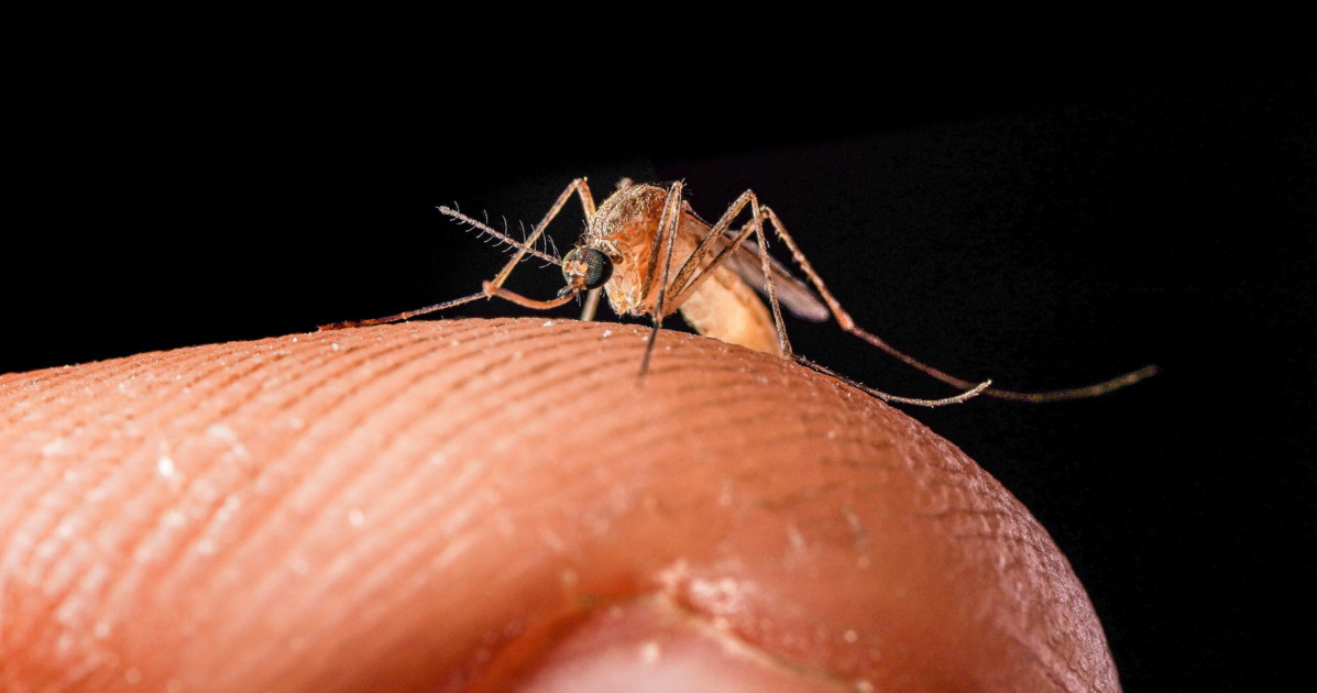 west nile muore una donna a qualiano l allarme si allarga da Liberoquotidiano.it west nile muore una donna a qualiano l allarme si allarga