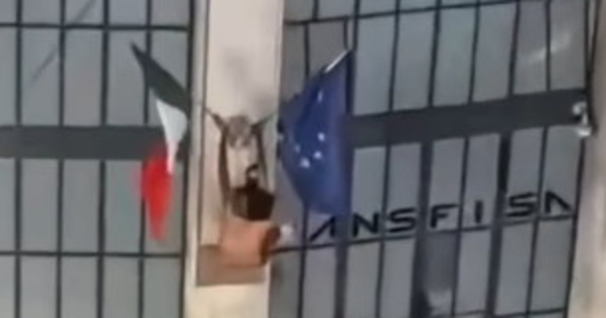 firenze il video sui social l immigrato stacca il tricolore e ci sputa sopra da Liberoquotidiano.it firenze il video sui social l immigrato stacca il tricolore e ci sputa sopra