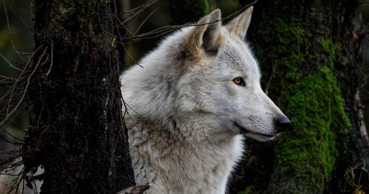 donna aggredita da un lupo nel grossetano l animale le strappa un orecchio da Liberoquotidiano.it donna aggredita da un lupo nel grossetano l animale le strappa un orecchio