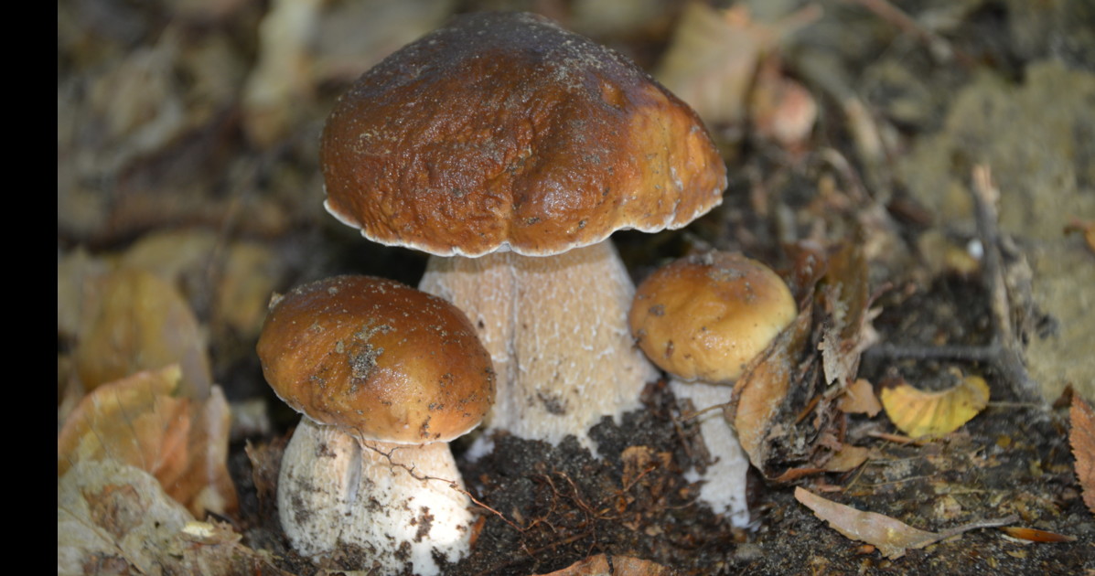 funghi le 3 propriet224 nascoste amiche della salute da Liberoquotidiano.it funghi le 3 propriet224 nascoste amiche della salute