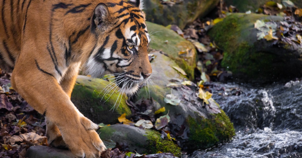 inghilterra va allo zoo e viene sbranato da una tigre non fate vedere il video da Liberoquotidiano.it inghilterra va allo zoo e viene sbranato da una tigre non fate vedere il video
