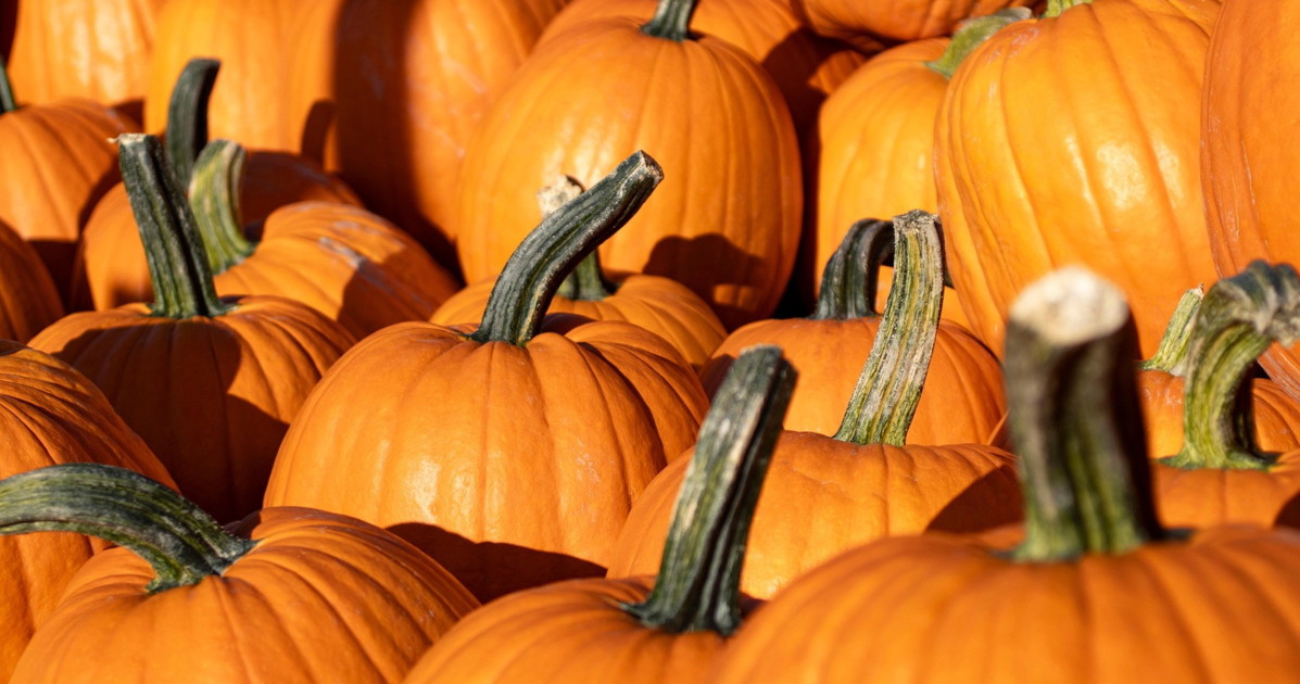 forma o colore non importa 232 l ora della zucca da Liberoquotidiano.it forma o colore non importa 232 l ora della zucca
