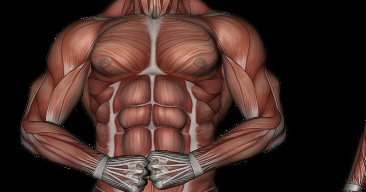 muscoli occhio a questi tre alimenti cosa accade al nostro corpo da Liberoquotidiano.it muscoli occhio a questi tre alimenti cosa accade al nostro corpo