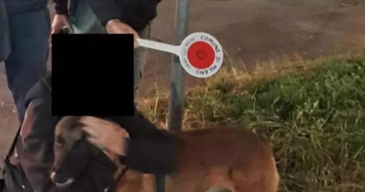 milano palestinese trova un cane orrore lo tiene in ostaggio da Liberoquotidiano.it milano palestinese trova un cane orrore lo tiene in ostaggio